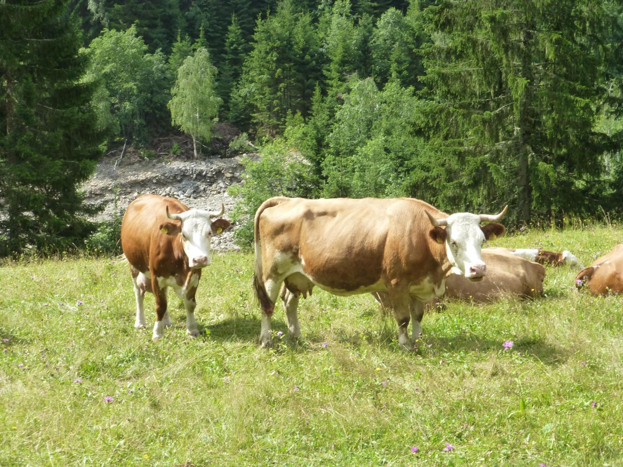 B&B,Bergheimat Oase Irschen Екстериор снимка